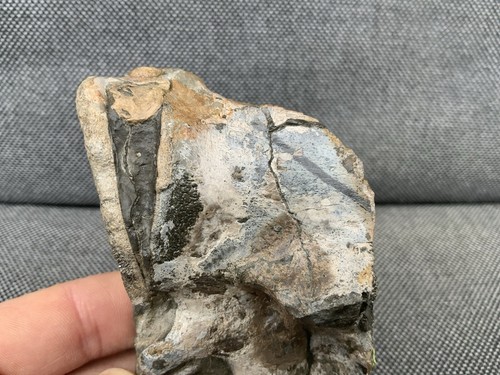 Fossil Krokodil Zahn + Wirbel seltener Jura Knochen, Whitby, Yorkshire, England - Bild 8 von 12
