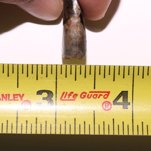 Dente Tyrannosaurus Rex da Hell Creek Formazione Cretaceo - 66 milioni di anni - Foto 13 di 13