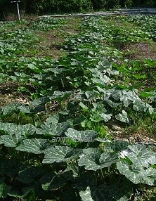 Miniature pumpkin : true breed tropical vegetable seeds - Image 2 of 2