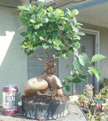 cherry tree bonsai for sale Flowering Cherry Bonsai Tree main image 1