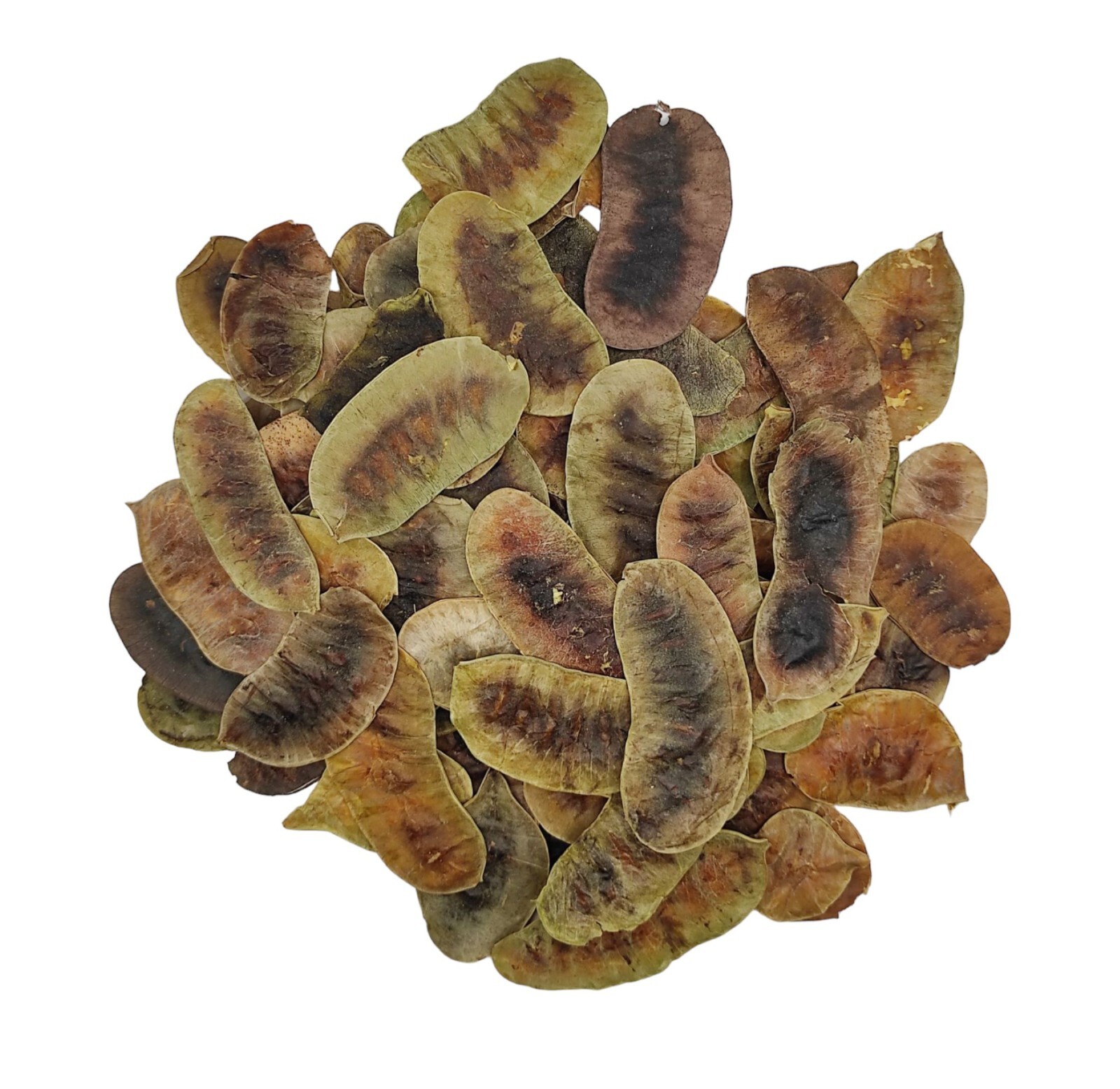 Dried Senna Pods Herbal Tea 950 g (33.5oz) - Premium Quality | Senna Alexandrina