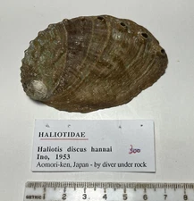 Haliotis discus.  Japan.  Great Shape  81 mm.