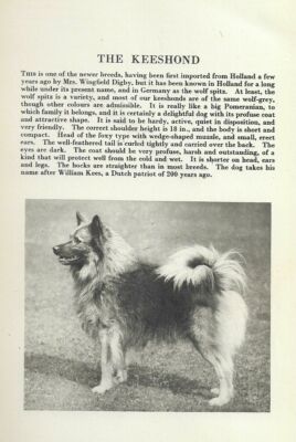 * Keeshond - CUSTOM MATTED - 1931 Vintage Dog Art Print 