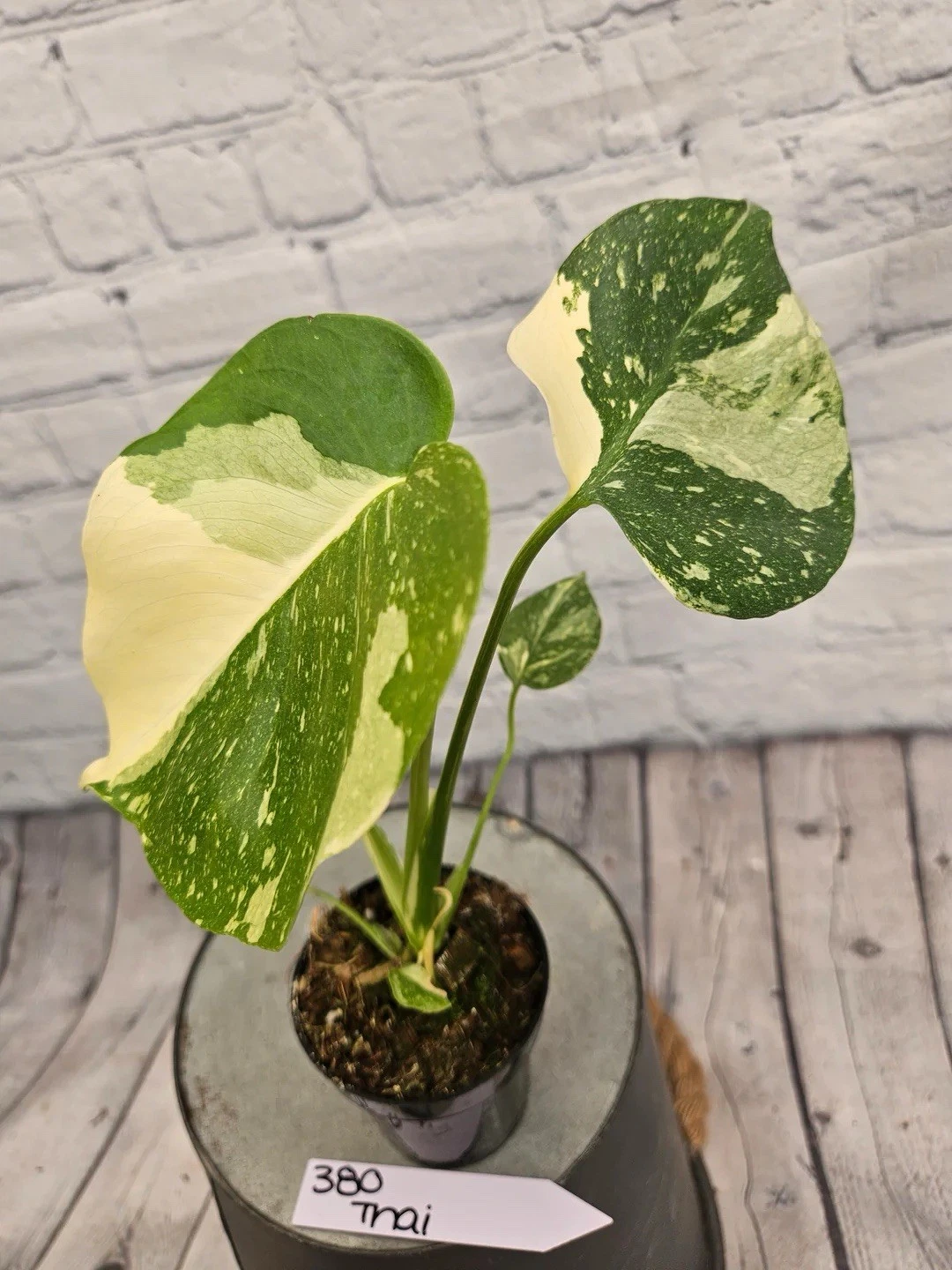 monstera thai constellation plant