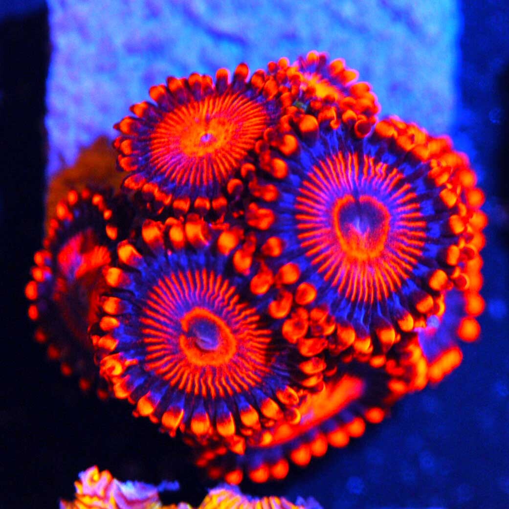 CORALS OF EDEN Super Twizzler Zoa Coral Frag Live Coral for Sale