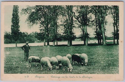 Sheep Grazing by the Bergerac River, Dordogne France, Café du Palais Postcard