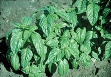 Basil Large Leaf Italian 100 - 16,000 Seeds Heirloom Non GMO healthy plant fresh