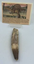 Spinosaurus Teeth Dinosaur F0SSIL Before T Rex Cretaceous K507