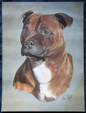 Red Staffordshire Bull Terrier head study print by Brian Hupfield brand new