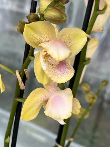Duftorchidee Phalaenopsis BRONZE BUDDHA (BOLGHERI) ’LEMON’, Peloric (Tulpe)!!! - Bild 7 von 11