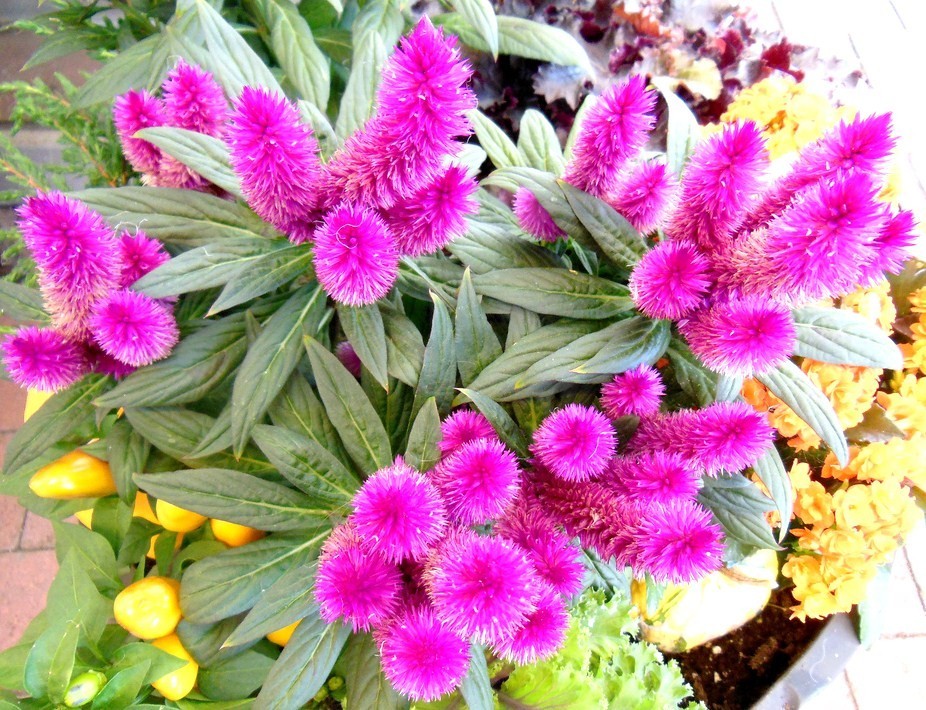 Celosia Spicata wheat Flamingo Feather purple pink fuschia flowers