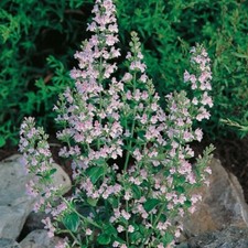 Herb - Calamint Lesser (Calamintha nepata) - Kings Seeds -