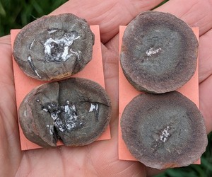 Plant Fossil Carboniferous Ferns in nodule Specimen
