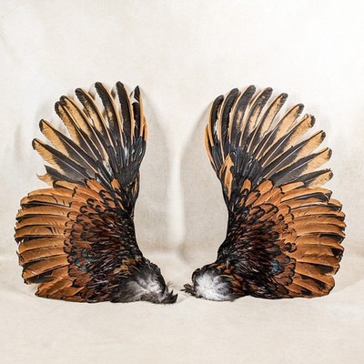 16'' Chicken Wings Crafts rooster Bird Feathers smudging costume prop Halloween