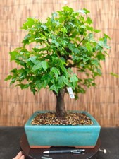 Bonsai di Acero Bergerianum h 54cm Visita il mio negozio!