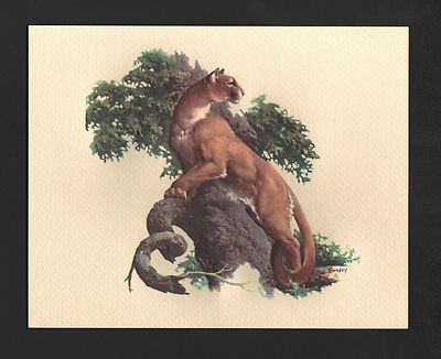 *Vintage* 1970s FRED SWENEY Wildlife 3-D EMBOSSED Print MOUNTAIN LION COUGAR NOS