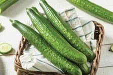 15 Organic Japanese Suyo Long Cucumber Seeds, FREE SHIPPING