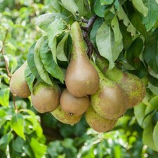 Pear Fruit Tree Plant Garden Standard Patio Hardy Conference 1 x 9cm Pots