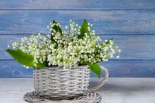 2 x Wickerfield Tea Cup and Saucer Novelty Wicker Gift Storage Planter Display