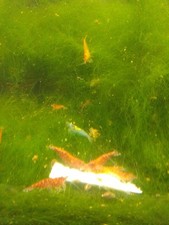 20 Assorted Wild Cull Neocaridina Shrimp