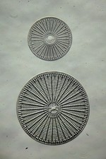  on The Hot Collector