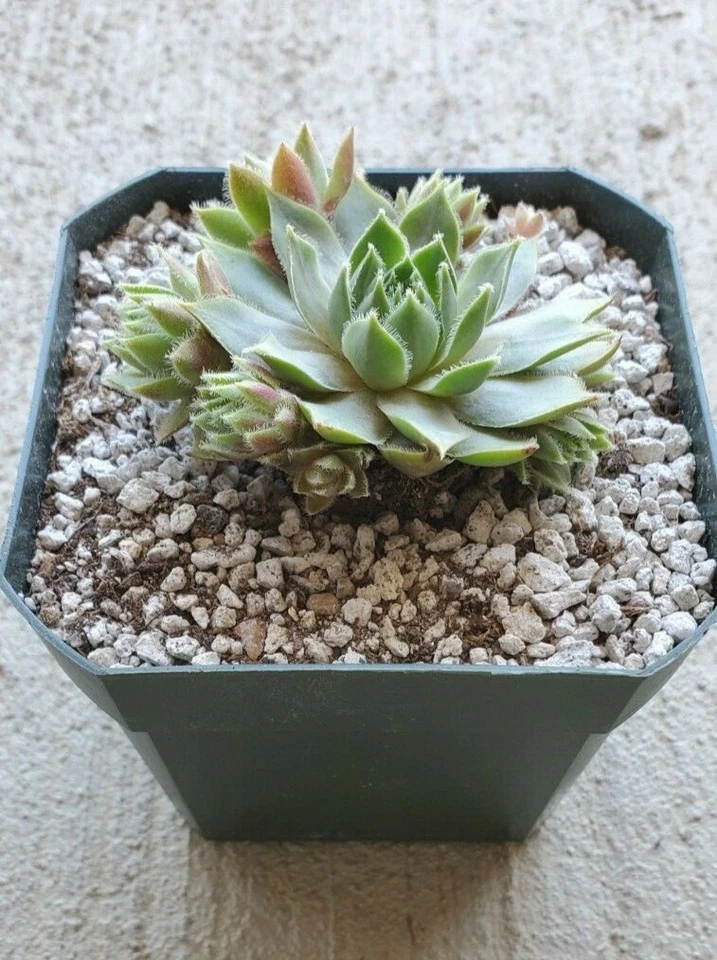 Succulent Sempervivum Irazu, Hen & Chicks, Cold Hardy, Live - Image 4 of 4