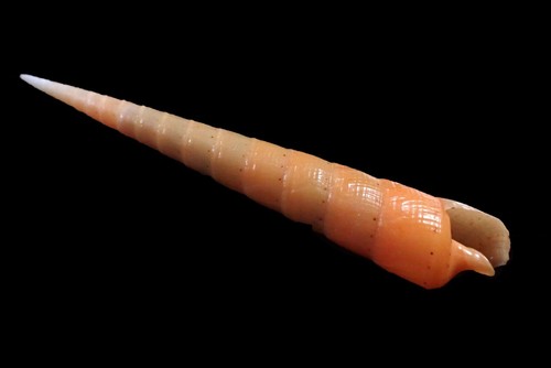 Seashells- Terebra succinea (Amazing Spire) - 78mm - Picture 3 of 3