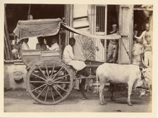 India, Ekka bullok transport  Vintage albumen print.  Tirage albuminé  10x14