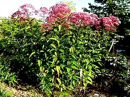 Eupatorium purpureum (Sweet Joe Pye Weed) x 30 seeds. Butterfly favourite - Picture 2 of 3
