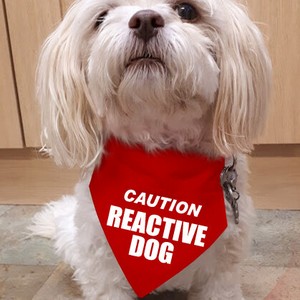 reactive dog bandana