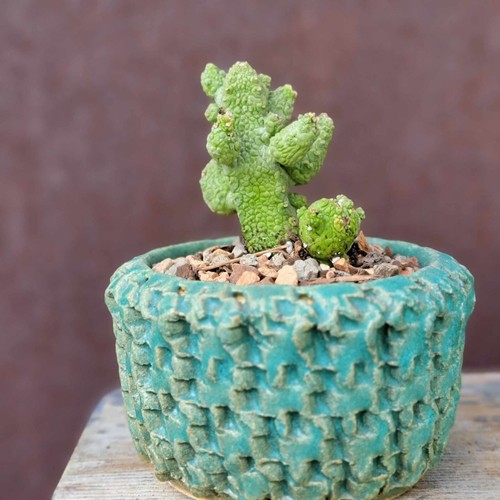 Pseudolithos Caput-Viperae - Snake's Head - Viper's Head - Rare Succulent - Picture 7 of 9