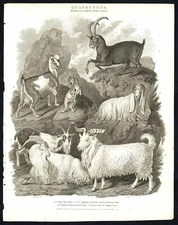 Antique print-NATURAL HISTORY-GOAT-ANGORA-MOUNTAIN-SYRIAN-IBEX-Rees-1820