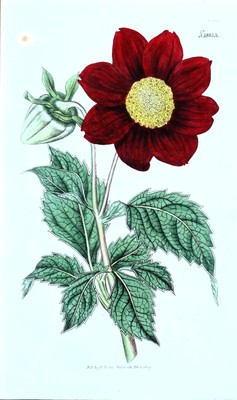Antiker botanischer Druck KARMESINROT GEBLÜMTE DAHLIE Original Curtis Gravur 1817