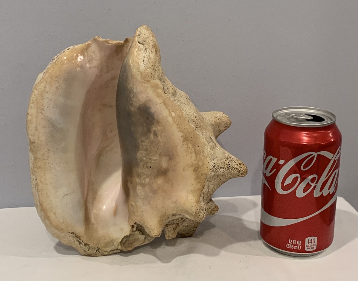 Fossilized Conch Seashell 8