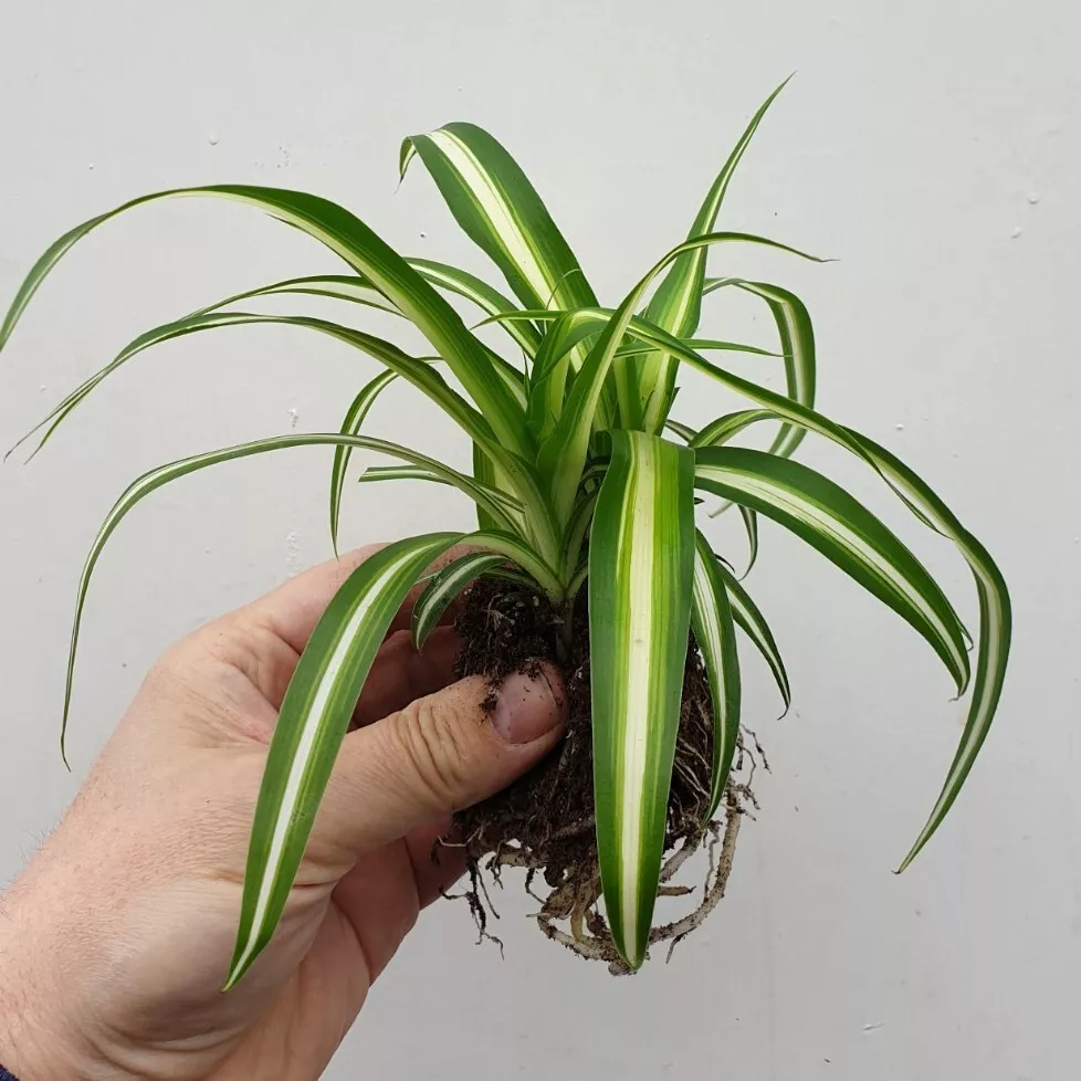 Spider Plant Chlorophytum Variegatum, Established plant approx. 15cm length