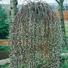 1 PIANTA SALIX SALICE CAPREA 'KILMARNOCK' PENDULA VASO 23CM caducifoglia