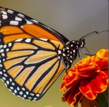 French Marigold QUEEN SOPHIA Beneficial Flower Heirloom Garden Non-GMO 200 Seeds