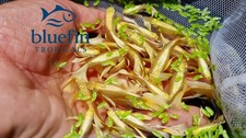 Live Full Gold 24K Guppy Fish &ndash; 5 Pairs (5M/5F) &ndash; High Quality USA Seller