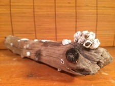 Beautiful 13" DRIFTWOOD Piece Art Terrarium Taxidermy Aquarium Reptile DECOR