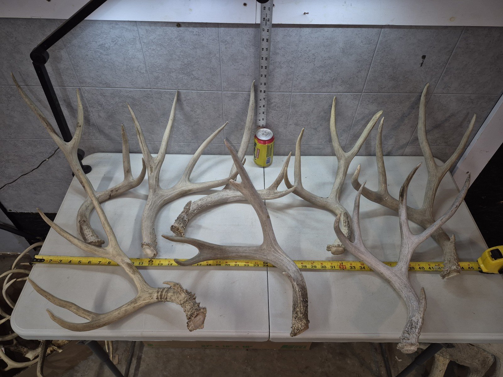 11.5 lbs! Bulk Lot BIG MULE DEER!  Antler Shed Cuts Horn Rack Decor Weathered 