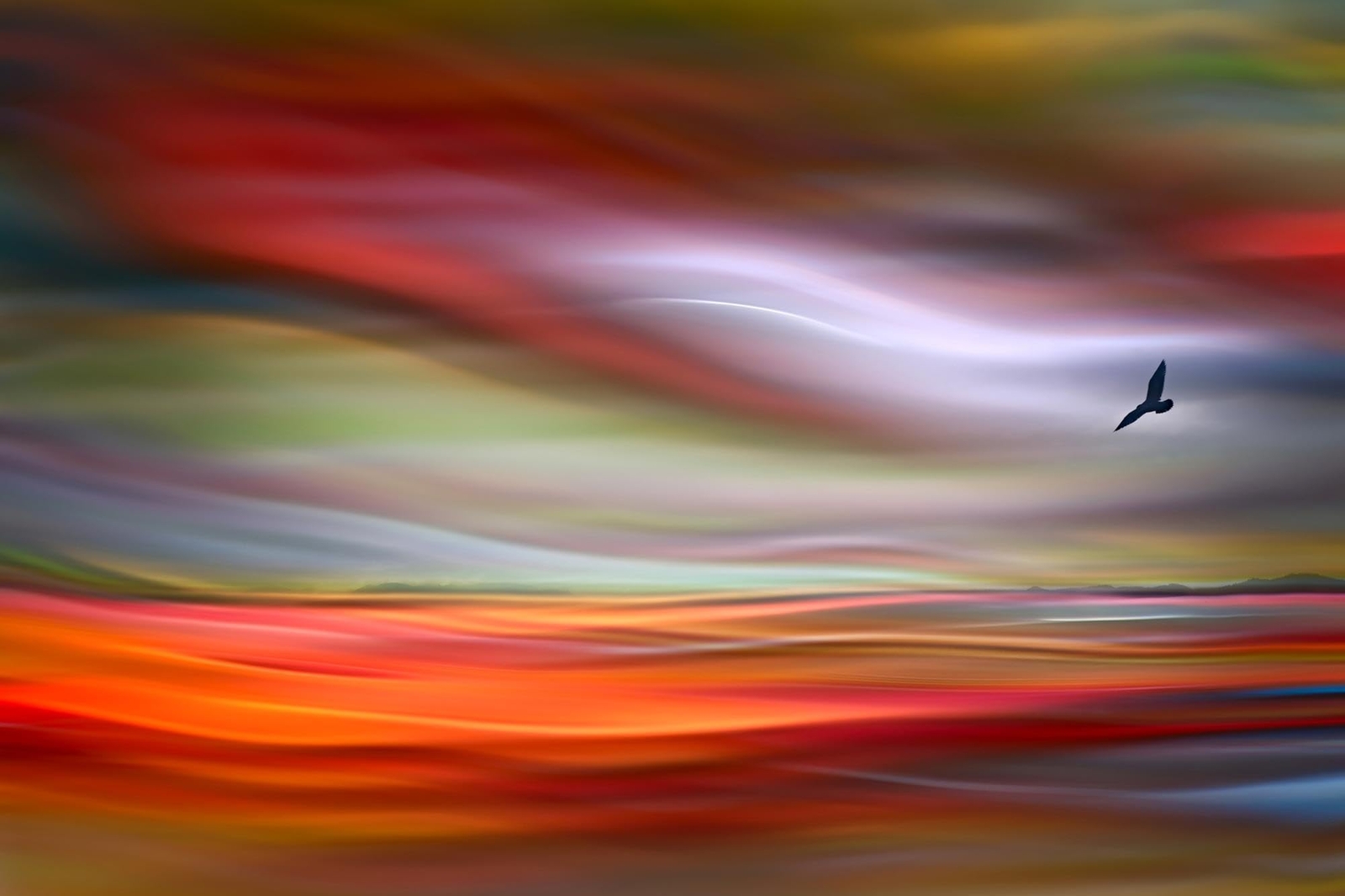 Wall Art Prints Lone Bird by Ursula Abresch, Animals Decor, 24