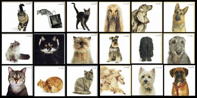 GEBURTSTAGSKARTE KATZEN und HUNDE verschiedene Rassen zur Auswahl - Qualität innen leer