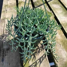 Senecio radicans Hybrid 'Fish Hooks' Succulent Plant