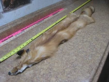 Tanned Red Fox Hide REDUCED DAMAGED #0007032 Row A-7