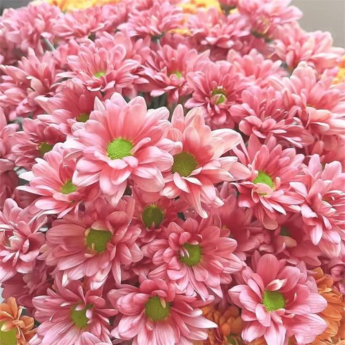 188PC Mixed-Color Small Chrysanthemum Flower Seeds Potted Courtyard Four Seasons - Picture 10 of 33