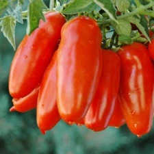 ORGANIC San Marzano Paste Tomato Seeds 2025 HEIRLOOM Vegetable Garden FREE SHIP