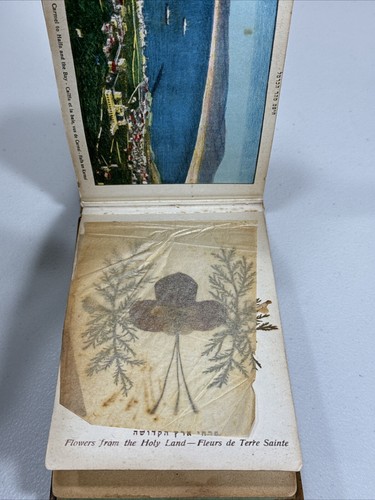 Flowers of the Holy Land Pressed Flower Book - Olive Wood Covers - Jerusalem - Picture 11 of 15