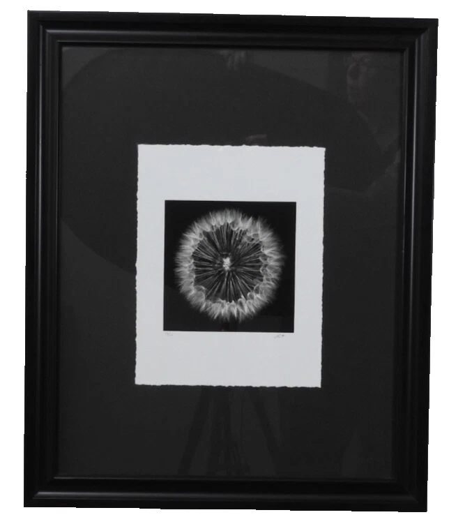 Impresionante #49 de 100 18,5"x22,5" en blanco y negro foto enmarcada borde cubierta flor diente de león Foto 2 de 4