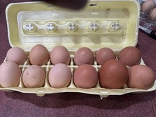 Mixed Dozen hatching Eggs
