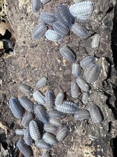 Armadillidium peraccae Greek Isopods 20 Count